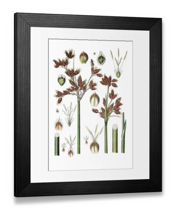Framed Print : Species of sedge (Cyperus lacustris) Framed Print : Species of sedge (Cyperus lacustris)
