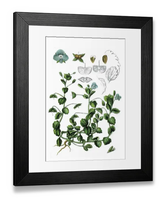 Framed Print : Species of Veronica (Veronica tournefortii)