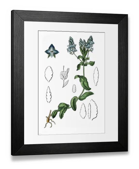 Framed Print : Sprawling speedwell (Veronica prostrata) Framed Print : Sprawling speedwell (Veronica prostrata)