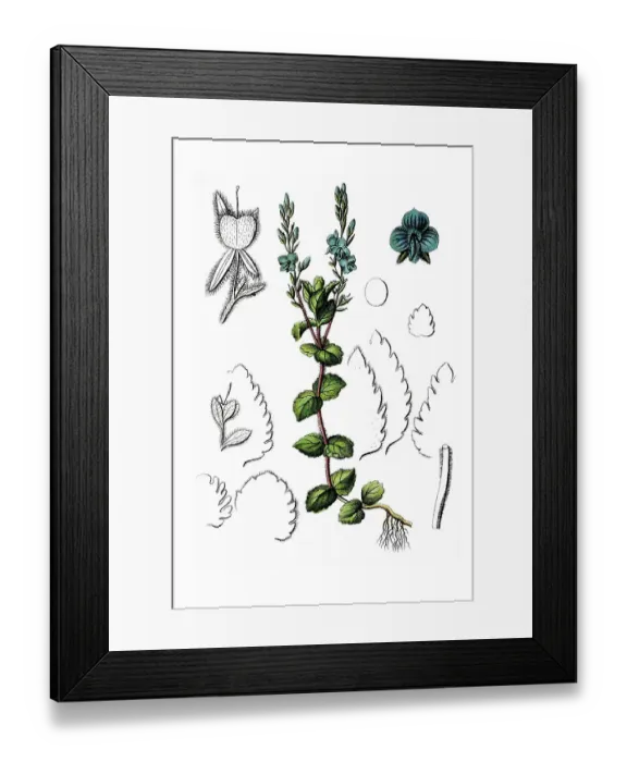 Framed Print : Germander speedwell (Veronica chamaedrys)