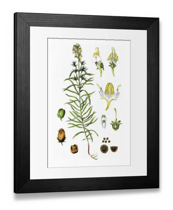 Framed Print : Snap-dragon (Antirrhinum linaria) Framed Print : Snap-dragon (Antirrhinum linaria)