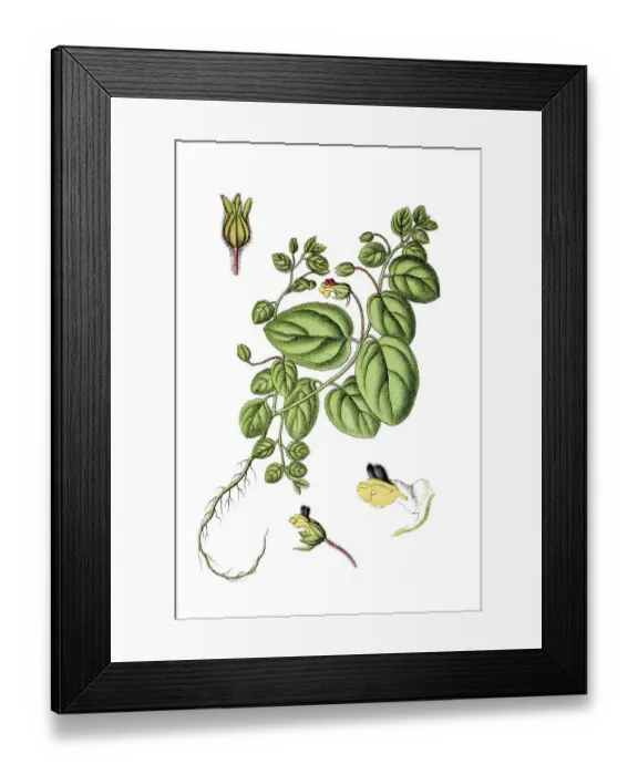 Framed Print : Roundleaf Cancerwort or Round-leaved Fluellin (Antirrhinum arvense)