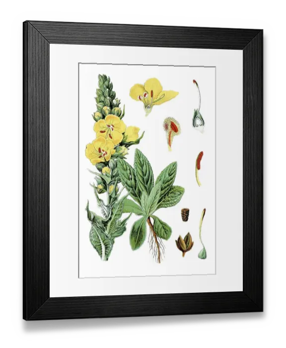 Framed Print : Large-flowered Mullein (Verbascum thapsiforme)