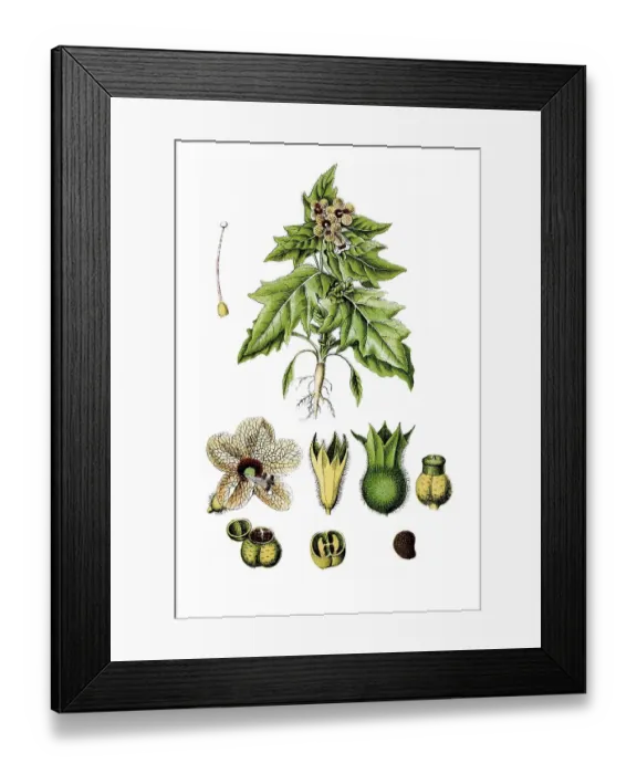 Framed Print : Stinking Nightshade or Black Henbane (Hyoscyamus niger)