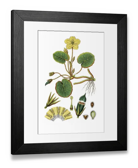 Framed Print : Fringed Water-lily (Menyanthes Nymphoides) Framed Print : Fringed Water-lily (Menyanthes Nymphoides)