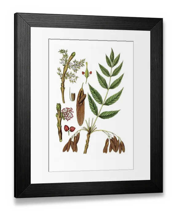 Framed Print : Common Ash (Fraxinus excelsior) Framed Print : Common Ash (Fraxinus excelsior)