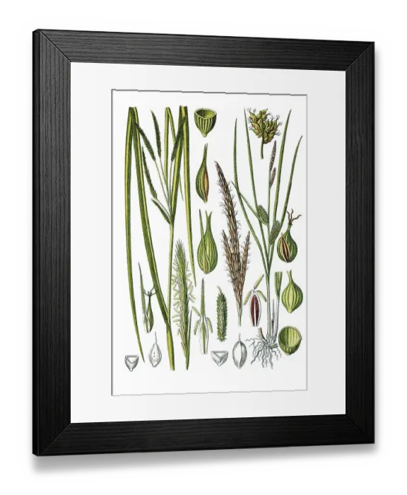 Framed Print : Left, Cypress-like Sedge (Carex pseudocyperus) Framed Print : Left, Cypress-like Sedge (Carex pseudocyperus)
