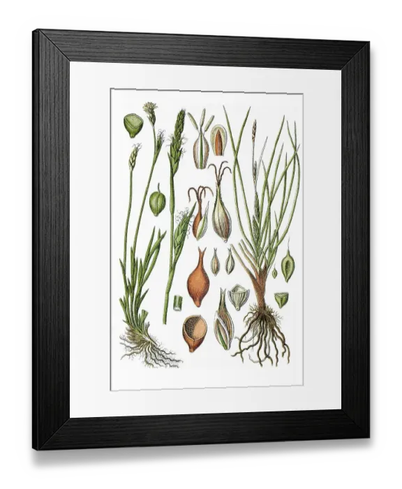 Framed Print : Left, Michaeli's Sedge (Carex michelii) Framed Print : Left, Michaeli's Sedge (Carex michelii)