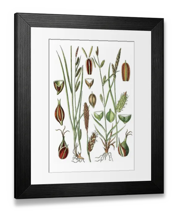 Framed Print : Left, Green-ribbed Sedge (Carex michelii)