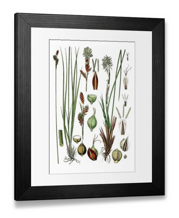 Framed Print : Left, Umbrosa Sedge (Carex umbrosa) Framed Print : Left, Umbrosa Sedge (Carex umbrosa)