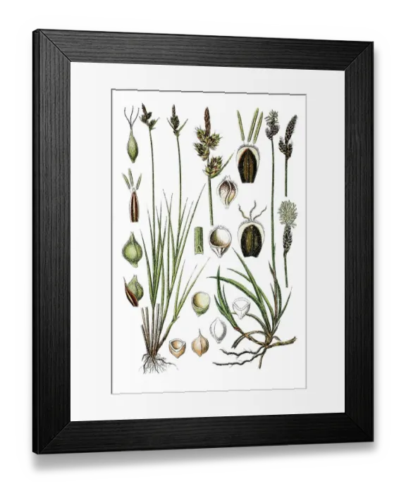 Framed Print : Left, Pill Sedge (Carex pilulifera) Framed Print : Left, Pill Sedge (Carex pilulifera)