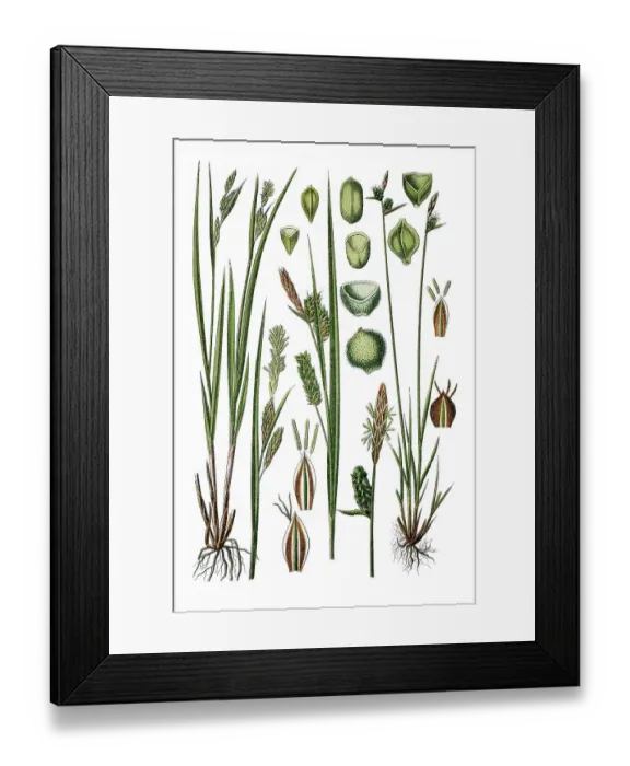 Framed Print : Left, Pale Sedge (Carex pallescens) Framed Print : Left, Pale Sedge (Carex pallescens)