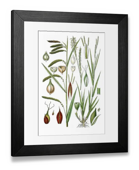 Framed Print : Left, Hanging, Drooping or Weeping Sedge (Carex pendula) Framed Print : Left, Hanging, Drooping or Weeping Sedge (Carex pendula)