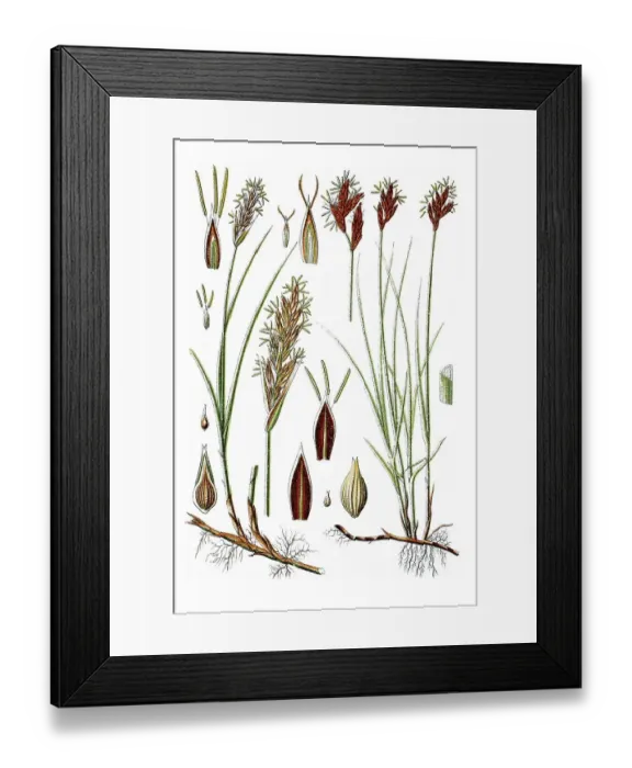 Framed Print : Left, Sand Sedge (Carex arenaria)