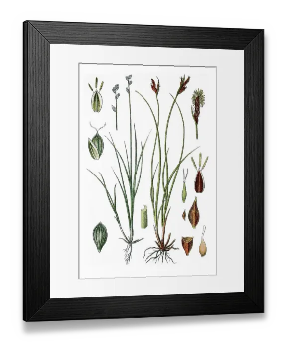 Framed Print : Left, Ryegrass Sedge (Carex loliacea)