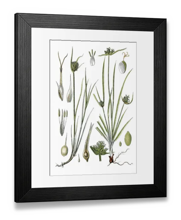 Framed Print : Left, Cyperus Sedge (Carex muricata)