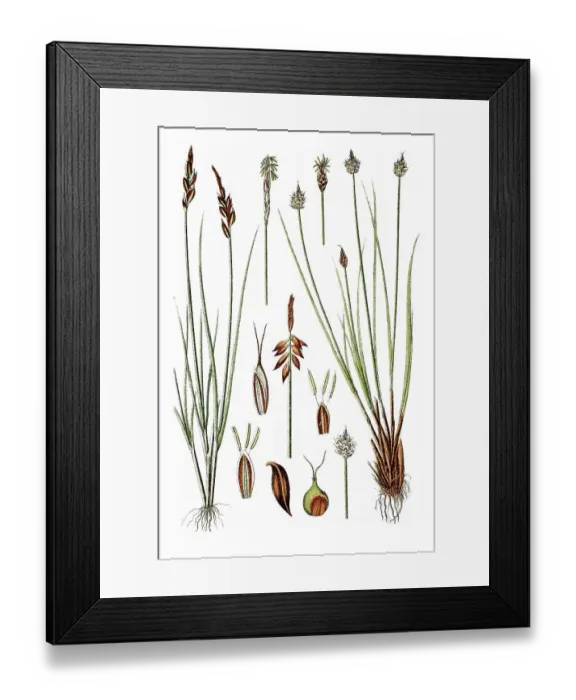 Framed Print : Left, Flea Sedge (Carex pulicaris) Framed Print : Left, Flea Sedge (Carex pulicaris)