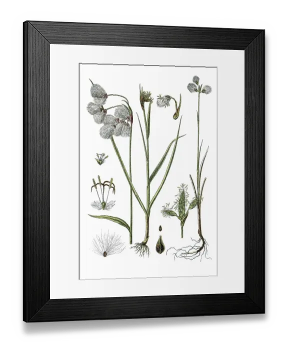 Framed Print : Left, Broad Leafed Cotton Grass (Eriophorum latifoilum)
