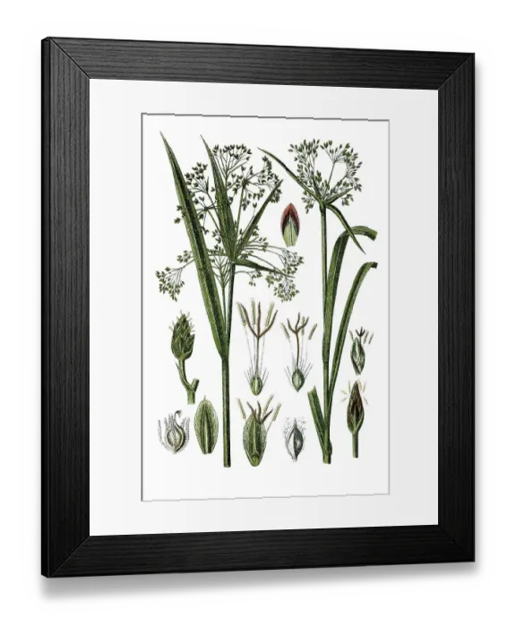 Framed Print : Left, Wood Club-rush (Cyperus silvaticus)