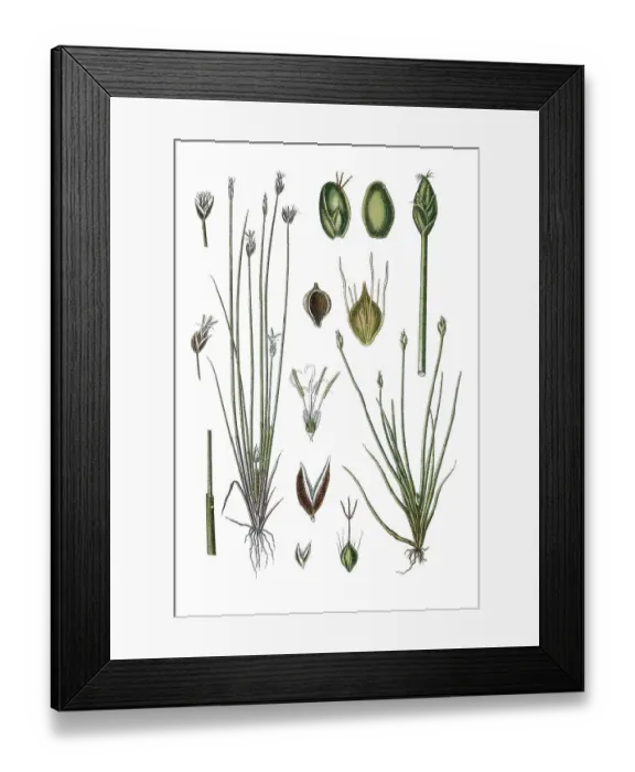 Framed Print : Left, Fuzzy Flatsedge (Cyperus pauciflorus) Framed Print : Left, Fuzzy Flatsedge (Cyperus pauciflorus)