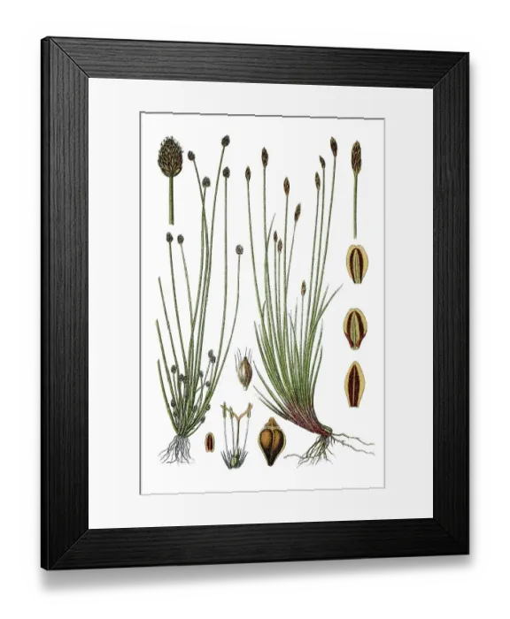 Framed Print : Left, Ovateleaf Flatsedge (Cyperus pauciflorus)
