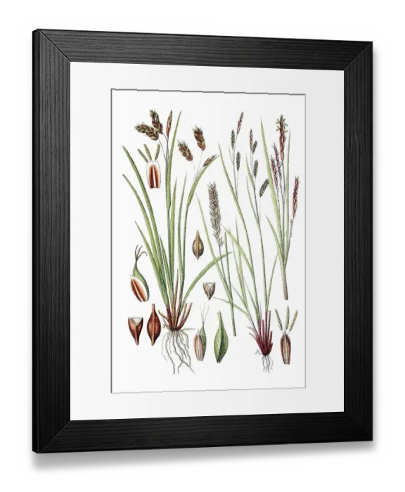 Framed Print : Hair sedge (Carex capillaris) on the left