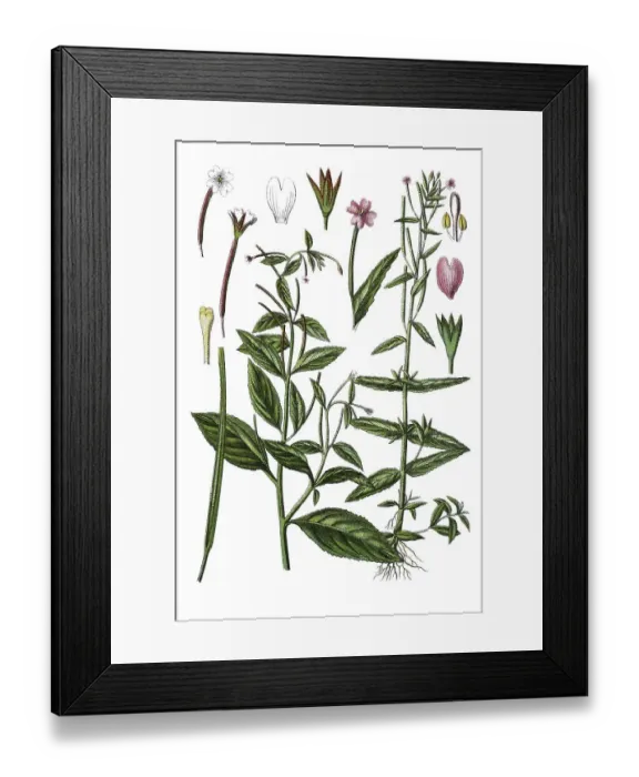 Framed Print : Pale willowherb (Epilobium roseum) on the left Framed Print : Pale willowherb (Epilobium roseum) on the left