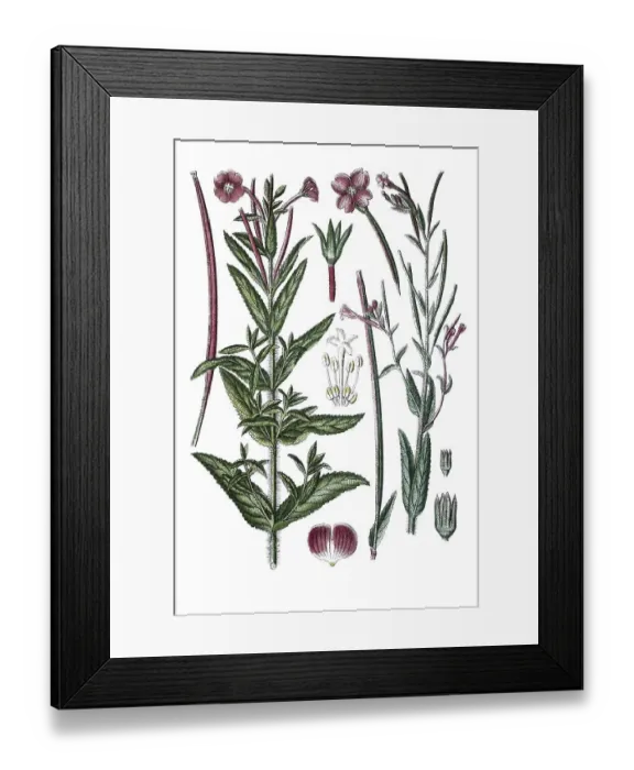 Framed Print : Great willowherb, Great hairy willowherb (Epilobium grandiflorum) on the left
