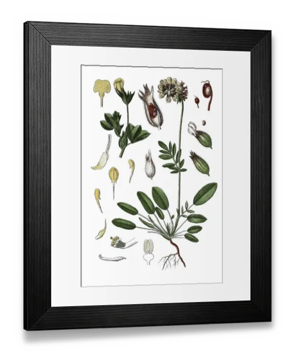Framed Print : Kidney vetch, Woundwort (Anthyllis vulneraria) on the left Framed Print : Kidney vetch, Woundwort (Anthyllis vulneraria) on the left