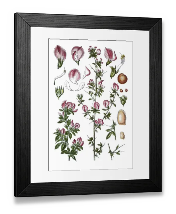 Framed Print : Spiny restharrow (Ononis spinosa)
