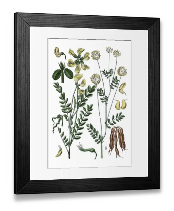 Framed Print : Species of Coronilla (Coronilla comosa) on the left