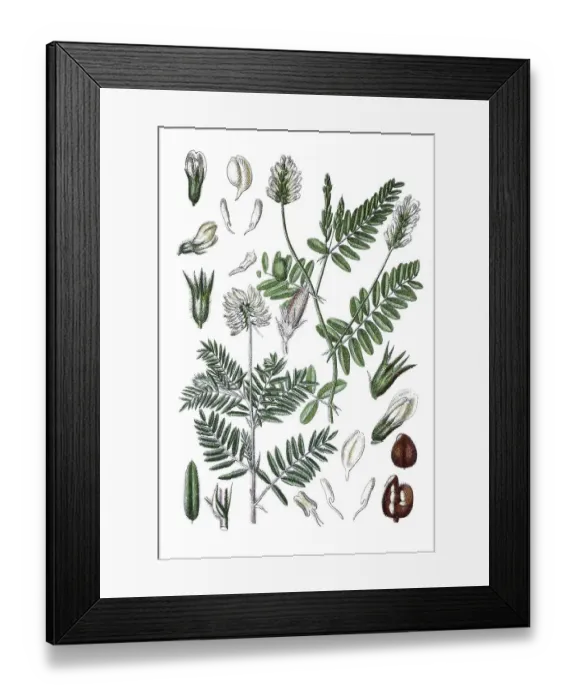 Framed Print : Milkvetch (Astragalus pilosus) on the left Framed Print : Milkvetch (Astragalus pilosus) on the left