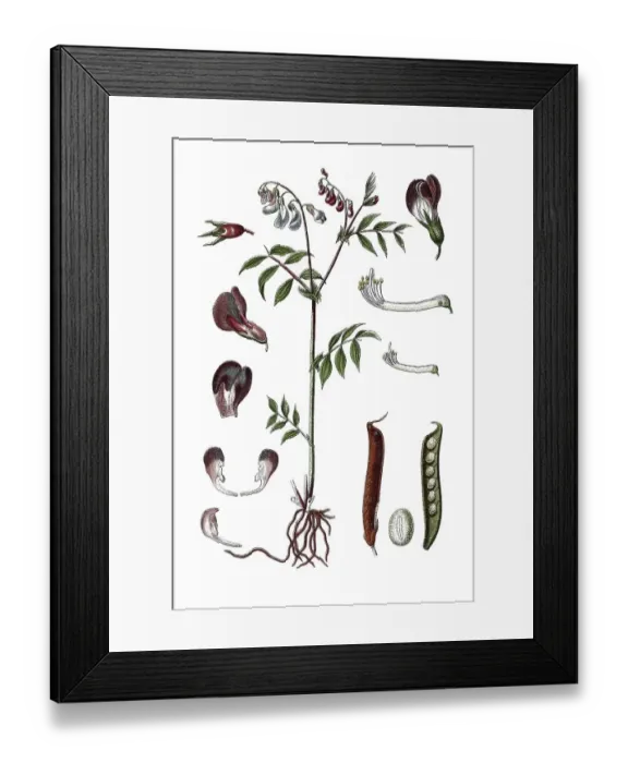 Framed Print : Species of Pea (Pisum vernum), medicinal plant