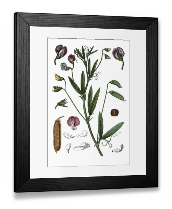 Framed Print : Hairy vetchling (Pisum hirsutum)