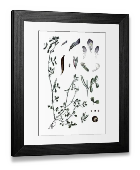 Framed Print : Spring vetch (Vicia lathyroides)