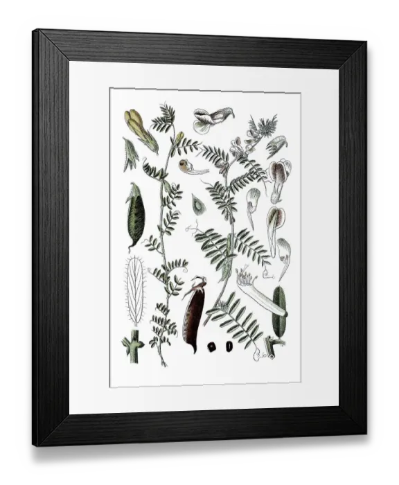 Framed Print : Yellow vetch (Vicia lutea) on the left Framed Print : Yellow vetch (Vicia lutea) on the left