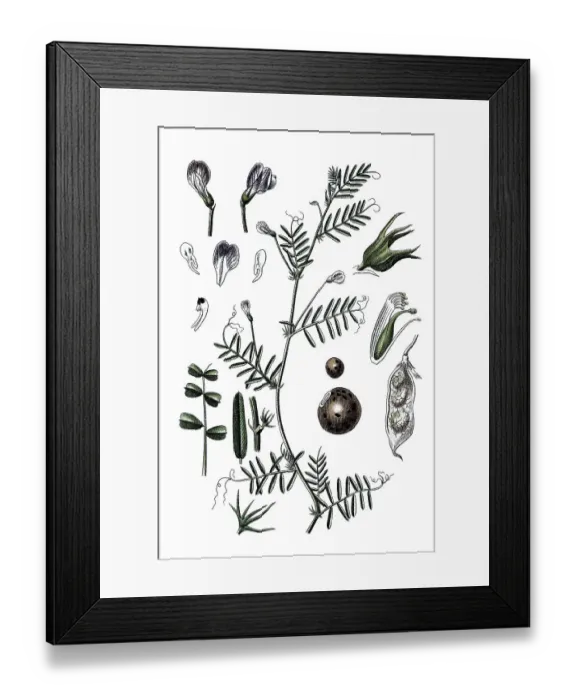 Framed Print : Barn vetch (Vicia monantha), medicinal plant Framed Print : Barn vetch (Vicia monantha), medicinal plant