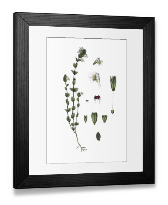 Framed Print : Common eyebright (Euphrasia nemorosa) Framed Print : Common eyebright (Euphrasia nemorosa)