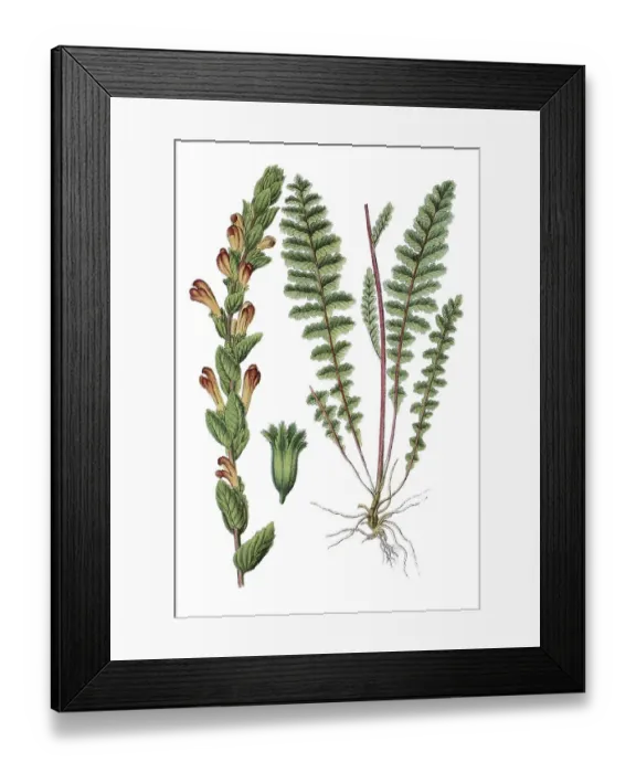 Framed Print : Lousewort (Pedicularis sceptrum) Framed Print : Lousewort (Pedicularis sceptrum)