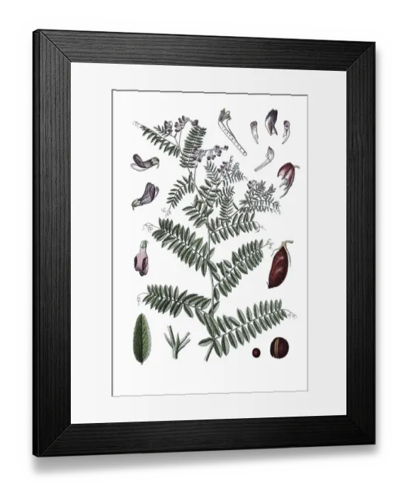 Framed Print : Kashubian vetch (Vicia cassubica) Framed Print : Kashubian vetch (Vicia cassubica)