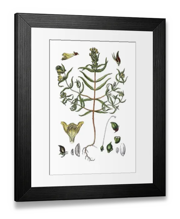 Framed Print : Wood cow-wheat (Melampyrum silvaticum)