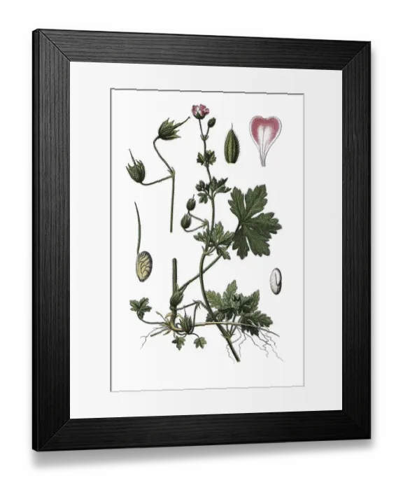 Framed Print : Spreading cranesbill (Geranium divaricatum)