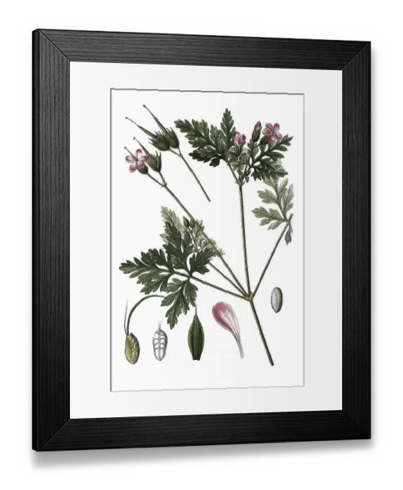 Framed Print : Herb Robert, Red Robin (Geranium robertianum) Framed Print : Herb Robert, Red Robin (Geranium robertianum)