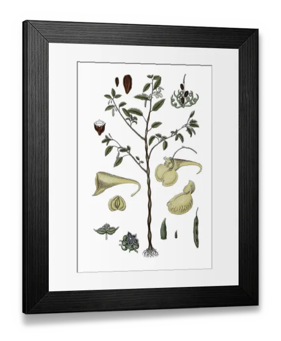 Framed Print : Touch-me-not balsam (Impatiens noli-tangere)