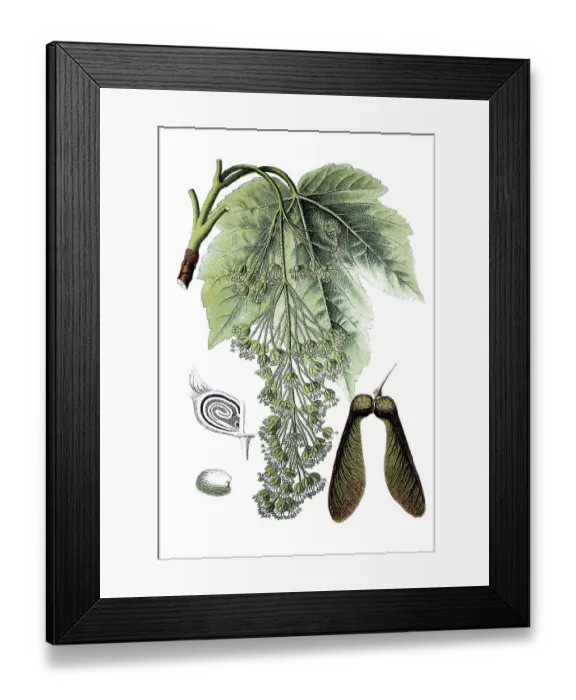 Framed Print : Sycamore maple (Acer pseudoplatanus)