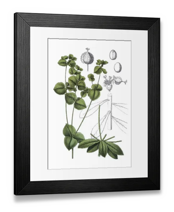 Framed Print : Broad-leaved spurge (Euphorbia platyphyllos)