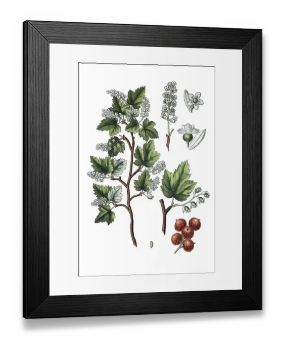 Framed Print : Alpine currant (Ribes alpinum)