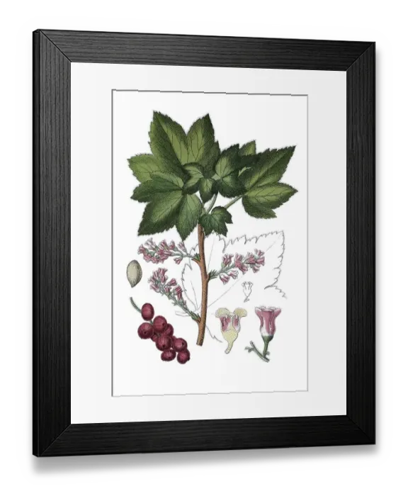 Framed Print : Rock red currant (Ribes petraeum)