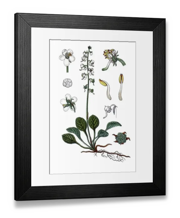 Framed Print : Round-leaved wintergreen (Pirola rotundifolia)