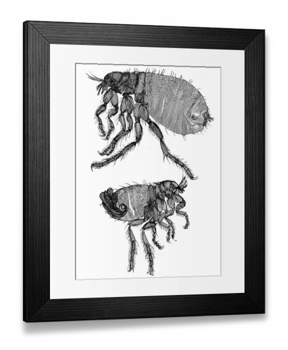 Framed Print : Historical illustration, dog flea (Ctenocephalides canis)